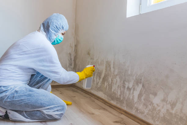 Licensed Mold Removal service in Newport, WA - WQB Mold Removal