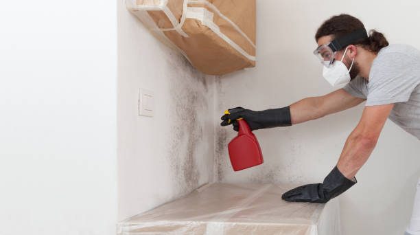 Professional Mold Removal technician working in Newport, WA